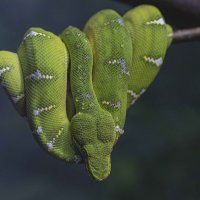 Emerald tree boa :: Al Pashang 