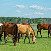 Про лошадей :: Дмитрий Конев