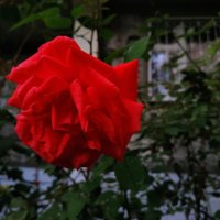 Одинокая и грустная роза :: Андрей Лукьянов
