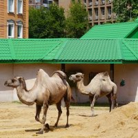 В московском зоопарке :: Ольга 