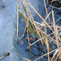 Лёд и вода :: Светлана Былинович