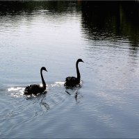 Черные лебеди :: dindin 