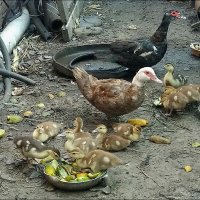 Кому витаминчики ... :: Сеня Белгородский