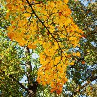 Осенняя листва :: Татьяна Семенова