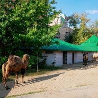 ВЕРБЛЮДЫ :: Сергей Янович Микк