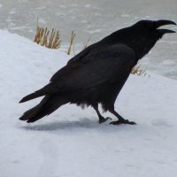 ..чёрный ворон   после драки с безумными чайками .... :: galalog galalog
