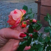 Женские пальчики и цветы :: Борис 