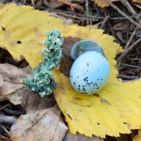 Вы видали яйца у дроздов, почему они такие голубые? :-) :: Андрей Заломленков