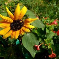 Солнечный цветок :: Надежда 