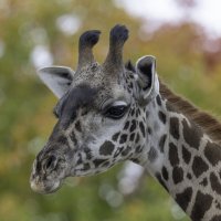 Masai giraffe :: Al Pashang 