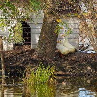 Домик для птиц на лебедином озере :: Александр Синдерёв