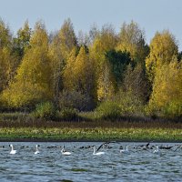 На озере...Перелётные птицы отдыхают... :: Геннадий Ячменев