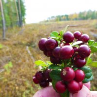 Букет таежной брусники! :: Владимир 