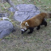 Red panda :: Al Pashang 