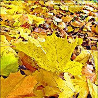 Ковер из листьев осени :: Валерий Викторович РОГАНОВ-АРЫССКИЙ