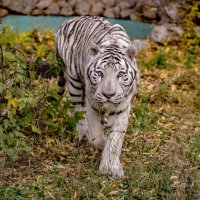 бенгальский тигр :: аркадий 