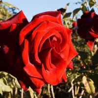 Красная Роза :: Giant Tao /