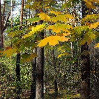 Украшения соснового леса :: Фёдор Меркурьев