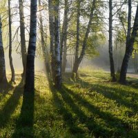 Утро в парке..... :: Юрий Цыплятников