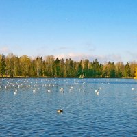 Птицы на Белом озере. :: Лия ☼
