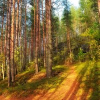 Солнцем озаренные стоят леса. :: Татьяна Помогалова