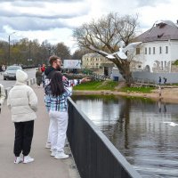 Чайки. :: Валерий Пославский