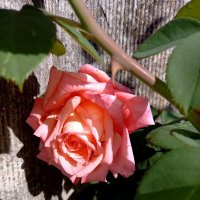 Так тепло и солнечно, что розы снова зацвели :: tatyana 