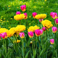 тюльпаны :: Laryan1 