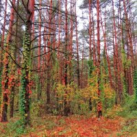 Нарядный лес :: Андрей Снегерёв