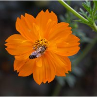 Пчелка :: Виктория Иманова