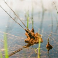 Муравейник затопило :: Сергей Водяницкий