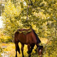 Золотая осень :: Светлана Белова (Груздева)