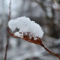 ледяной снег :: Ася Гупало