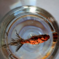 Рыбка :: Алина Хамель