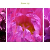 Flower Life :: Mary Kotenko