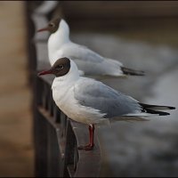 Чайки- черноголовки :: Галина Гречуха