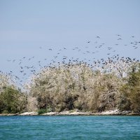 Стая птиц над Цимлянским водохранилищем :: Ирина Уварова