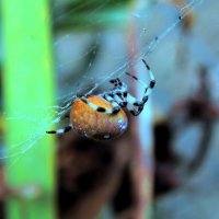 Spider in the garden :: Мария Полосина
