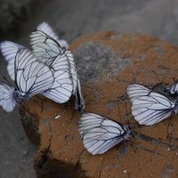 бабочки :: Дарья Семёнова