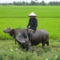 Rural Vietnam :: Eva Langue