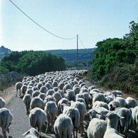 Сардинские овцы :: Дмитрий Ланковский