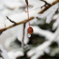 Капелька осени... :: Михаил Петрик