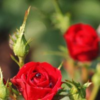 Дачные розы :: Марина Шубина