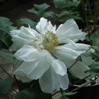 Цветы в Ботаническом саду :: Юлия Емелина