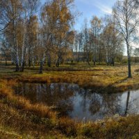 Эх...Берёзки,обожаю их!!!(&quot;Утро в Подмосковье&quot; 14.10.13) :: Юрий Морозов