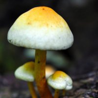 лесной гриб :: Анатолий 