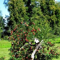 Яблоня :: Елизавета Иванова