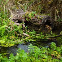 водопой :: Юлия Лето