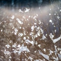 Снежные листья :: Milena 