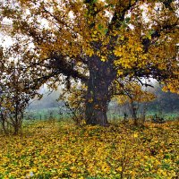 осенние зарисовки :: valeriy g_g